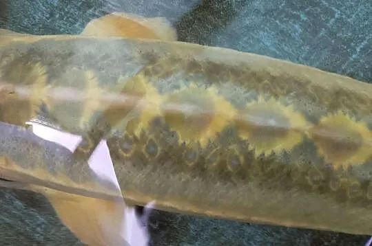Jesiotr ROYAL GOLD - ok 100 cm Gwiazda oczka złote łuski, piękny okaz, Dolnośląskie, Nowa Ruda