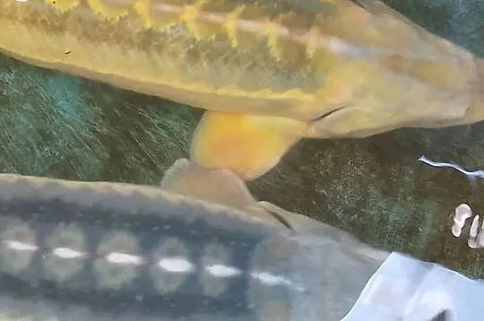 Jesiotr ROYAL GOLD - ok 100 cm Gwiazda oczka złote łuski, piękny okaz, Dolnośląskie, Nowa Ruda
