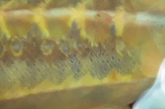 Jesiotr ROYAL GOLD - ok 100 cm Gwiazda oczka złote łuski, piękny okaz, Dolnośląskie, Nowa Ruda