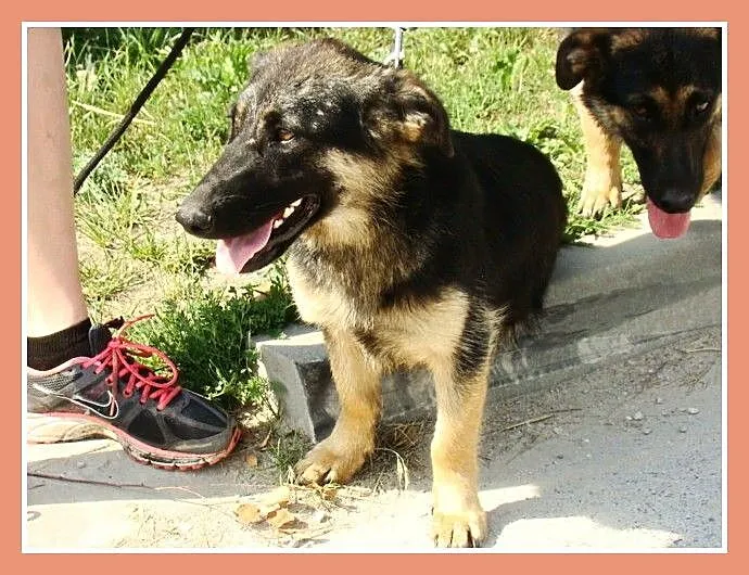 9 m-cy,16kg,owczarek na krótkich łapach, ZDZISIA_A