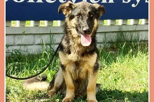 9 m-cy,16kg,owczarek na krótkich łapach, ZDZISIA_A