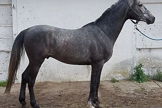 BALU SKW D grupa klacz rekreacja, , 
