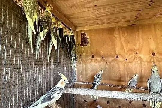 Sprzedam papugi nimfy, Mazowieckie, Chomentów-Puszcz