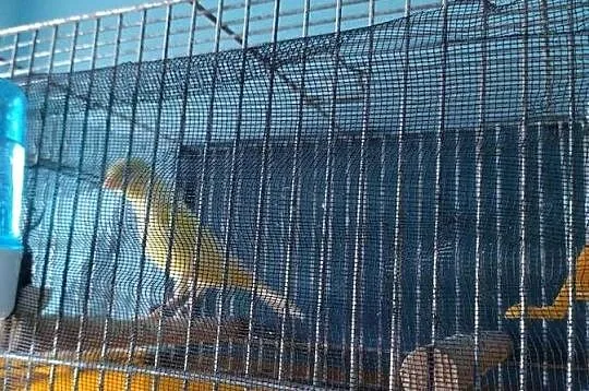 Kanarek żółty mozaika samica