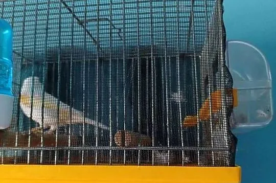 Kanarek żółty mozaika samica, Śląskie, Częstochowa