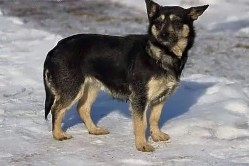 Trini nie duża roczna sunia szuka pilnie domku ado