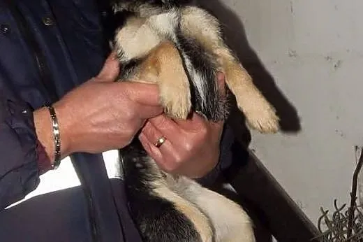 Trini nie duża roczna sunia szuka pilnie domku ado
