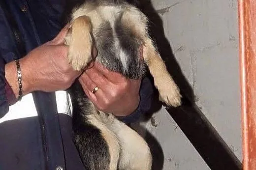 Trini nie duża roczna sunia szuka pilnie domku ado