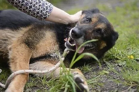 Bandi, prawdziwy siłacz,  śląskie Gliwice