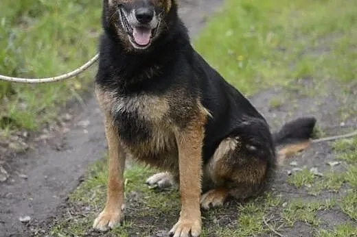 Bandi, prawdziwy siłacz,  śląskie Gliwice