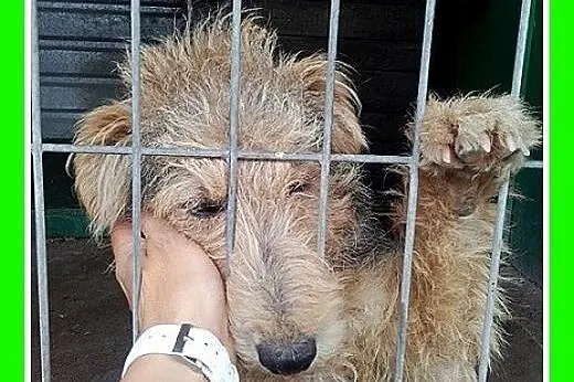 10mies.welsh terier ,przyjazny,wesoły pies DŻOSZ.A