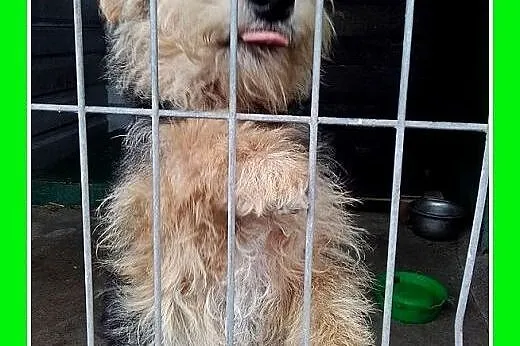 10mies.welsh terier ,przyjazny,wesoły pies DŻOSZ.A