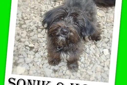 9 kg,sznuacer mix,łagodny,wesoły piesek SONIK.Adop