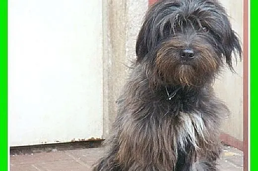9 kg,sznuacer mix,łagodny,wesoły piesek SONIK.Adop