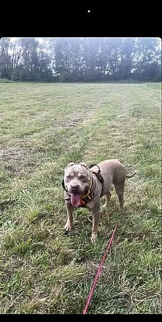 Reproduktor American Bully, Dolnośląskie, Bielawa