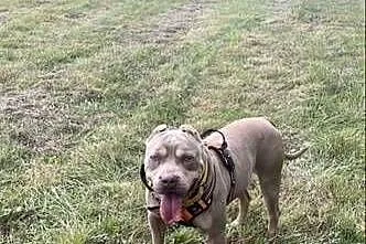 Reproduktor American Bully, Dolnośląskie, Bielawa