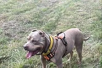 Reproduktor American Bully, Dolnośląskie, Bielawa
