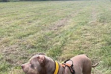Reproduktor American Bully, Dolnośląskie, Bielawa