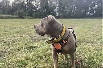 Reproduktor American Bully, Dolnośląskie, Bielawa
