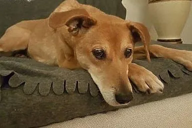 Mamba, wpatrzona w człowieka, kochana suczka szuka