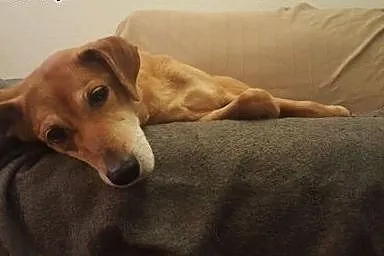 Mamba, wpatrzona w człowieka, kochana suczka szuka