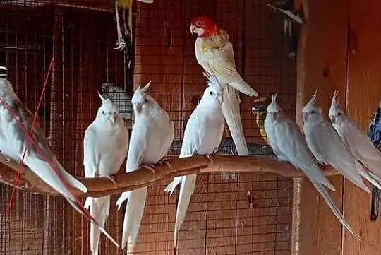 Papugi nimfy albino 2024r, Śląskie, Pruchna