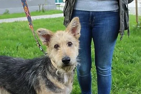 Florka sunia w typie teriera szuka swoich ludzi :)
