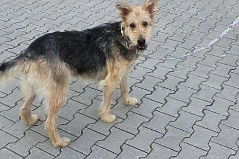 Florka sunia w typie teriera szuka swoich ludzi :)