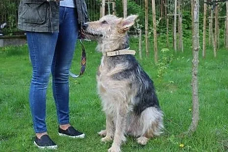 Florka sunia w typie teriera szuka swoich ludzi :)