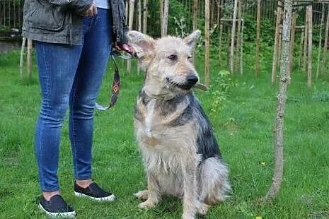 Florka sunia w typie teriera szuka swoich ludzi :)