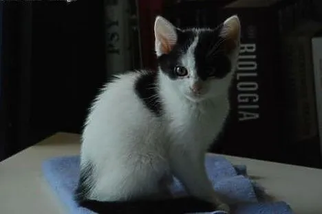 Stefcio mały kot, kotek, kocurek ADOPCJA,  małopol
