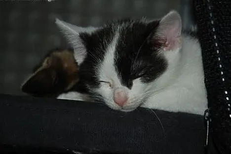 Stefcio mały kot, kotek, kocurek ADOPCJA,  małopol