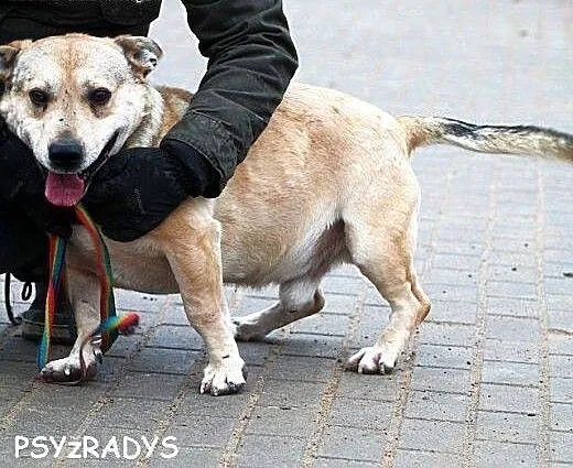 PTYS najpiękniej uśmiechnięty piesek rasy Kundel P