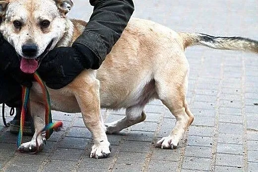 PTYS najpiękniej uśmiechnięty piesek rasy Kundel P