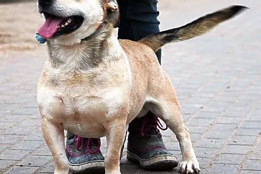 PTYS najpiękniej uśmiechnięty piesek rasy Kundel P