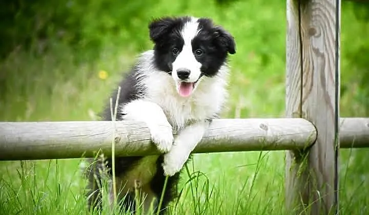 Szczenięta Border Collie FCI, Pomorskie, Salino