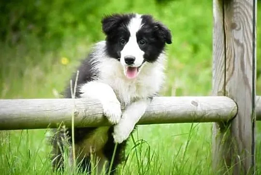 Szczenięta Border Collie FCI, Pomorskie, Salino