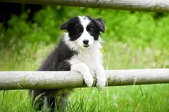 Szczenięta Border Collie FCI, Pomorskie, Salino