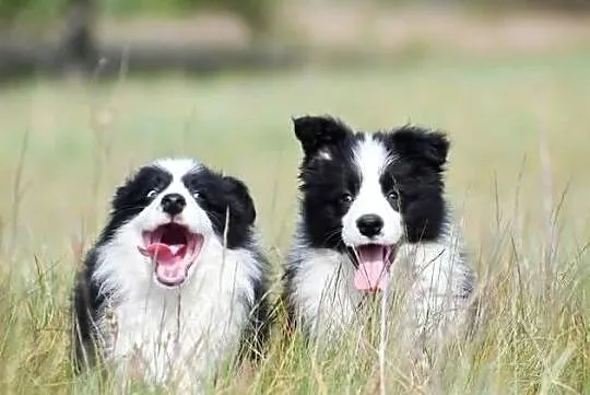Szczenięta Border Collie FCI, Pomorskie, Salino