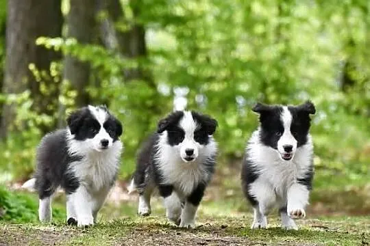 Szczenięta Border Collie FCI, Pomorskie, Salino
