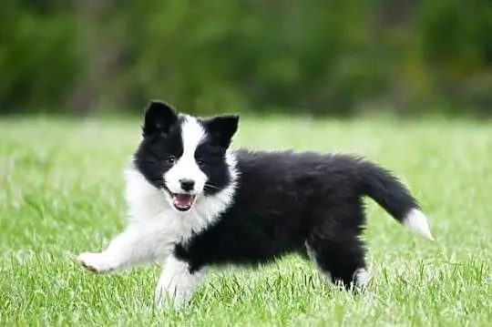 Szczenięta Border Collie FCI, Pomorskie, Salino