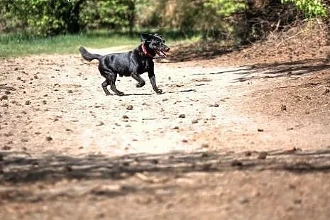 Radosny, malutki Larry szuka kochającego domu stał