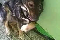 Inka - skrzywdzona przez los Szuka DOMU!,  śląskie