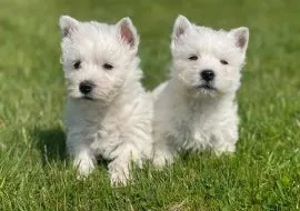 WEST HIGHLKAND TERRIER, szczeniak na sprzedaż, kontakt przez Whatsapp +48736614543