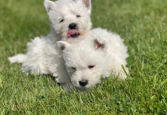 WEST HIGHLKAND TERRIER, szczeniak na sprzedaż, kontakt przez Whatsapp +48736614543, , Gizajny