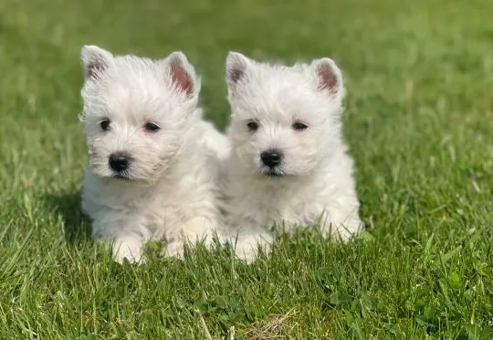 WEST HIGHLKAND TERRIER, szczeniak na sprzedaż, kontakt przez Whatsapp +48736614543, , Gizajny