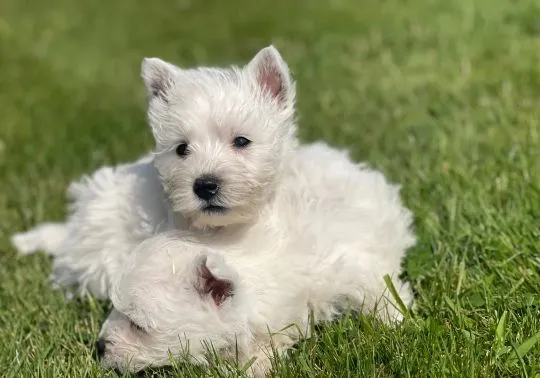 WEST HIGHLKAND TERRIER, szczeniak na sprzedaż, kontakt przez Whatsapp +48736614543, , Gizajny