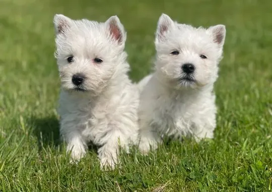 WEST HIGHLKAND TERRIER, szczeniak na sprzedaż, kontakt przez Whatsapp +48736614543