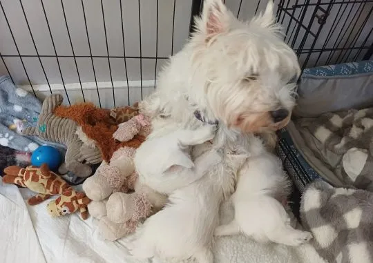 WEST HIGHLKAND TERRIER, szczeniak na sprzedaż, kontakt przez Whatsapp +48736614543, , Gizajny