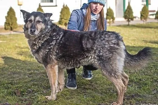 Pies-Nuśka,  śląskie Częstochowa, Częstochowa